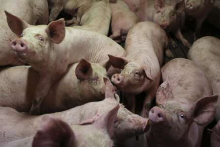 Porcs. En Chine, la technologie révolutionne l’élevage industrielThe Guardian 11/12/2020 - 06:09