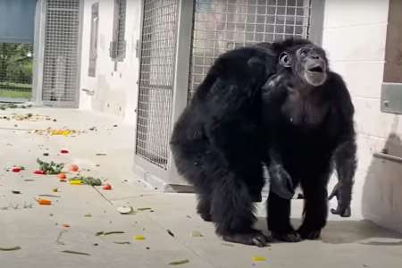 Mis en cage depuis toujours, un chimpanzé aperçoit le ciel pour la première fois : sa réaction est aussi triste que magnifique (vidéo)