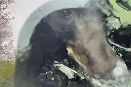 Un ours affamé pris au piège dans une voiture (VIDEO)