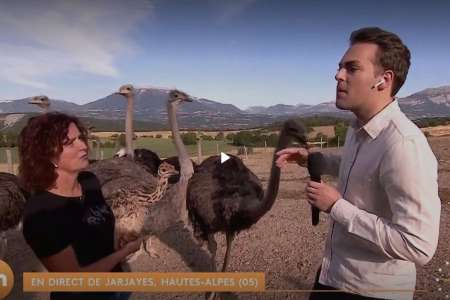 ”Je suis en train de me faire dévorer vivant” : une autruche déguste un journaliste de France 2 en plein direct (vidéo)