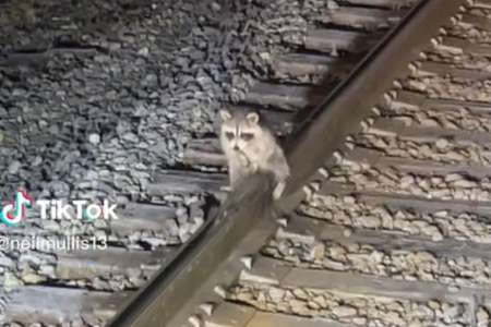 Un raton laveur coincé sur la voie ferrée, ses testicules collés aux rails : l’histoire derrière ce buzz TikTok (VIDÉO)