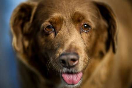 Le chien le plus vieux du monde était-il une arnaque ? Le Guinness Book suspend son record et ouvre une enquête