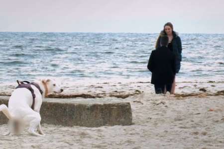 Un chien ruine une demande en mariage sur la plage… en faisant ses besoins !