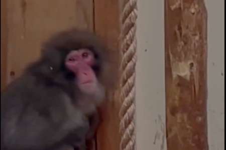 Fin d'une cavale très médiatique pour un macaque échappé d'un zoo écossais