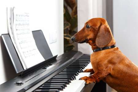 Un orchestre recherche des chiens pour interpréter une symphonie de Mozart 