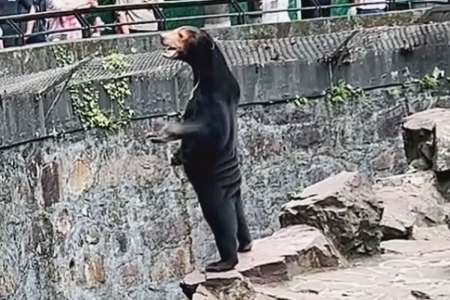 Insolite : un zoo chinois accusé de remplacer ses ours par des humains déguisés (VIDÉO)