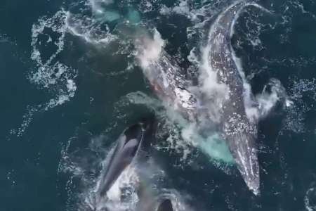 Des images époustouflantes: des baleines sauvagement attaquées par des orques