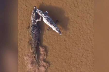 Des images exceptionnelles: un énorme crocodile traîne son rival après lui avoir réglé son compte