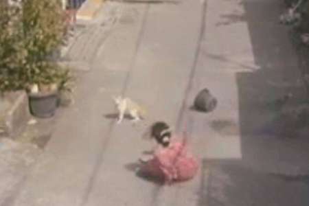 Une femme agresse un pauvre chat: elle va vite le regretter