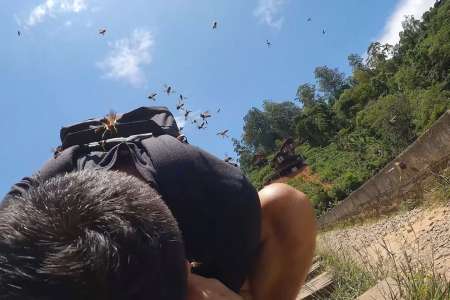 Panique totale: des touristes attaqués par des abeilles géantes au Sri Lanka