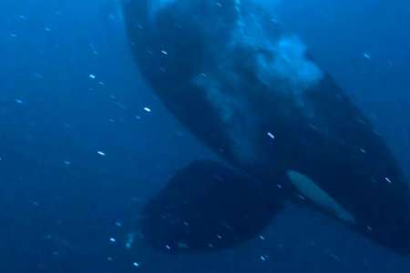L'incroyable rencontre entre un orque et un nageur en pleine mer