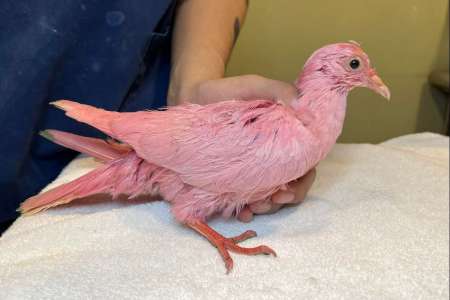 Un pigeon… rose repéré à New York : “Les pigeons ont de nombreuses couleurs différentes mais celle-ci n’en fait pas partie”