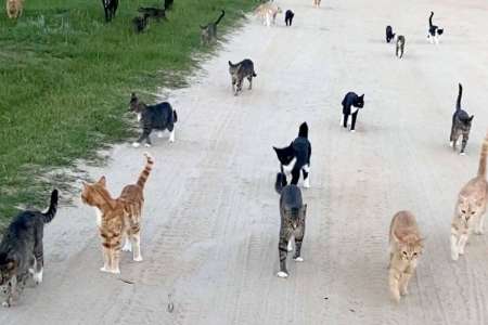 Elle part se promener avec ses chiens, un gang de 35 chats les suivent ! (VIDEO)