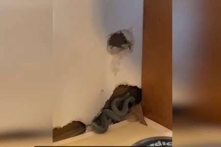 Une Américaine découvre une horde de serpents dans les murs de sa nouvelle maison : 