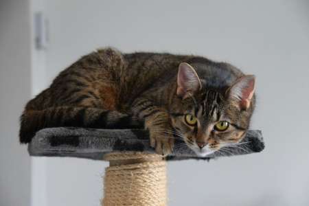 Première en France : un chat perçoit des dommages et intérêts pour… “préjudice animalier”