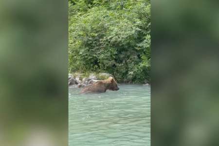 Un ours surprend des touristes en se baignant devant eux