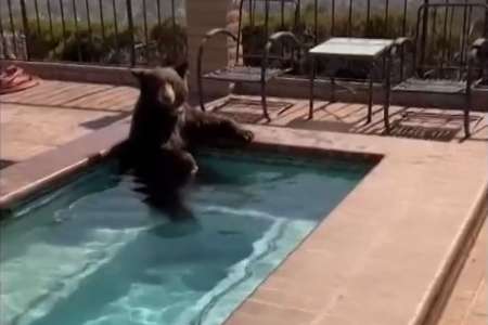 Cet ours fait trempette dans la piscine d’un habitant (VIDÉO)