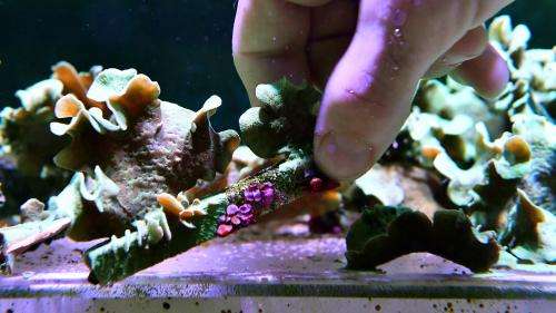 Des boutures de corail sur de la céramique pourraient sauver les récifs coralliens