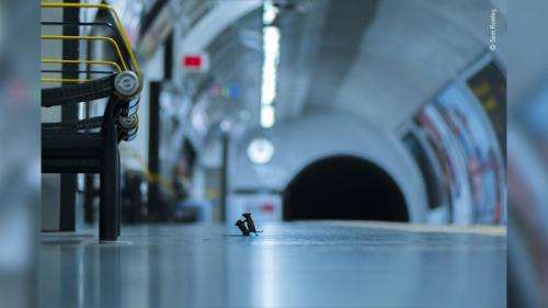 Ce cliché de deux souris dans le métro de Londres est la meilleure photo animalière du monde selon le vote du public