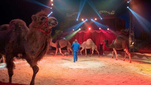 Les animaux sauvages dans les cirques itinérants vont progressivement être interdits en France
