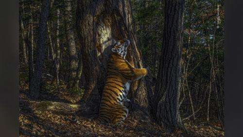 Une tigresse qui enlace un sapin, prix de la meilleure photographie de vie sauvage 2020