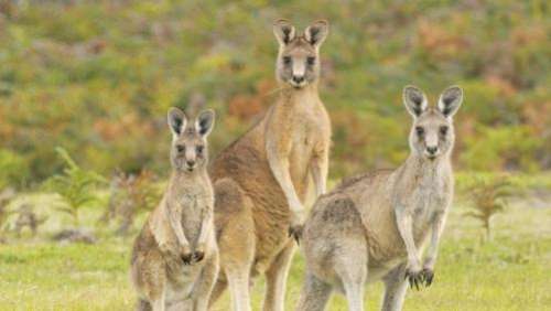 La plus ancienne œuvre d'art pariétal australienne est un kangourou peint il y a 17 000 ans par des aborigènes