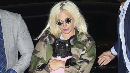 Lady Gaga a retrouvé sains et saufs ses deux chiens volés