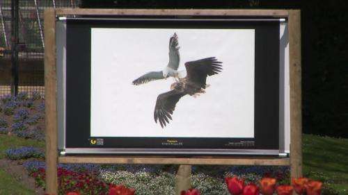 Festival de l'oiseau et la nature 2021 : à Abbeville, des photos animalières exposées dans un parc naturel