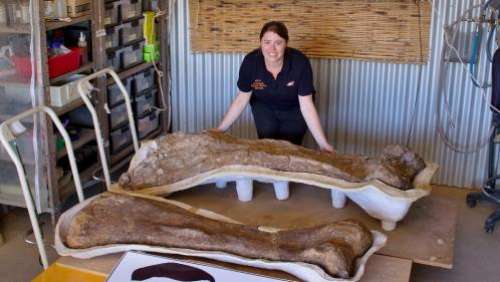 Un dinosaure découvert en Australie identifié comme une nouvelle espèce