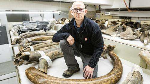 Des chercheurs reconstituent les déplacements d'un mammouth laineux vieux de 17 000 ans