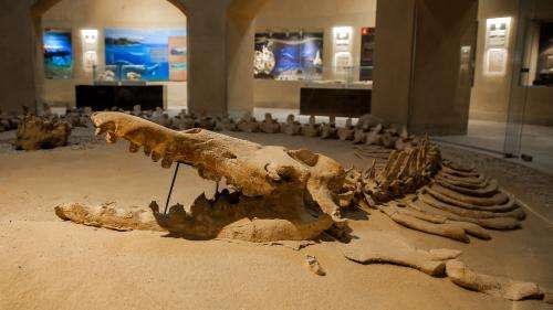 Egypte : découverte du fossile d'une nouvelle espèce de baleine amphibienne