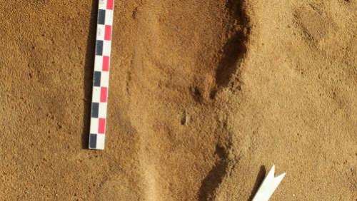 Découverte d'empreintes vieilles de 23 000 ans : 
