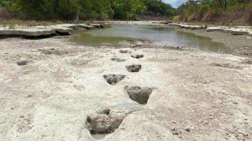 Texas : des traces de pas de dinosaures découvertes dans le lit d'une rivière asséchée