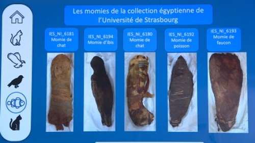 À Strasbourg, cinq momies égyptiennes d'animaux vont livrer leurs secrets grâce aux rayons X