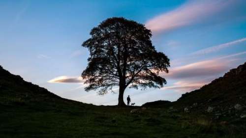 Larmes et colère au Royaume-Uni après l'abattage de Sycamore Gap, un arbre rendu célèbre par le film 