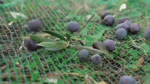 Cuisine : l’olive de Nyons, la perle noire des Barronies provençales