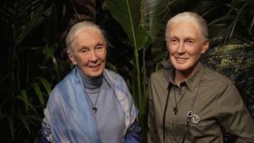 Écologie : la primatologue Jane Goodall entre au musée Grévin