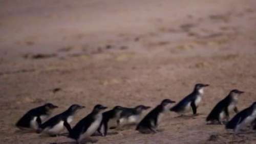 Australie : Phillip Island abrite la plus grande colonie de manchots pygmées du monde