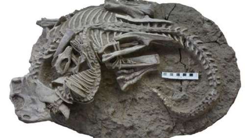 Les chercheurs découvrent un incroyable fossile parfaitement conservé d'un petit mammifère croquant un dinosaure