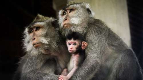 À l’origine, la plupart des primates vivaient en couple