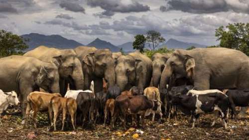 La cohabitation compliquée entre l'homme et l'éléphant dans le viseur du photographe Brent Stirton, exposée à Perpignan