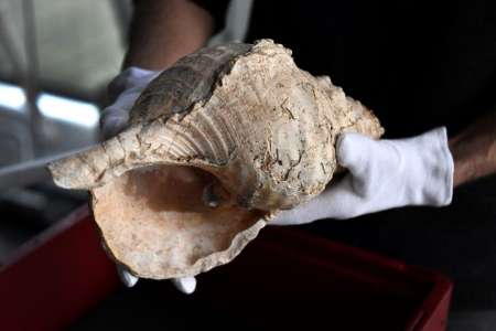 Au Muséum de Toulouse, une conque de 18 000 ans fait encore entendre sa musique