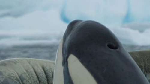Animaux : une plongée dans la vie des orques avec le documentaire 