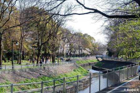 Zenpukuji-gawa - Les sakura au fil de l'eau à l'ouest de Tokyo