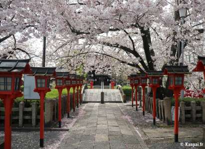 Rokusonno-jinja - L'allée aux lanternes et cerisiers à Kyoto