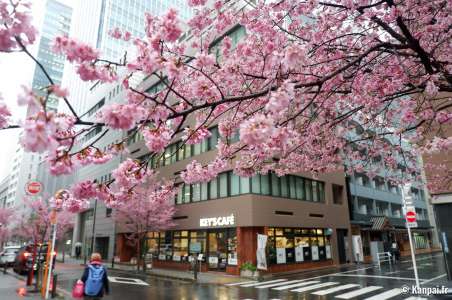 Ajisai-dori - La rue des cerisiers Okame-zakura à Tokyo
