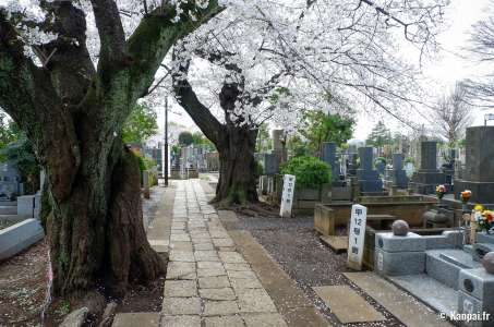 Cimetière de Yanaka - Les cerisiers tranquilles au nord de Tokyo