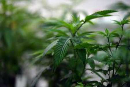 Japon: des plants de cannabis près de locaux de parlementaires