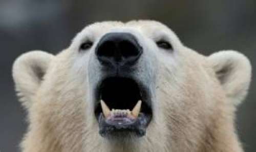 Invasion d'ours polaires agressifs dans un archipel arctique russe