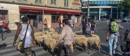 Des moutons en transhumance dans les rues du Grand Paris
